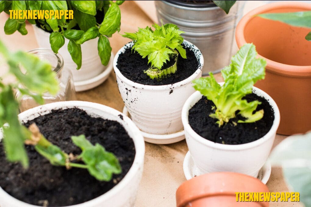 DIY Urban Food Forests: Grow a Self-Sustaining Mini Orchard at Home in 2025